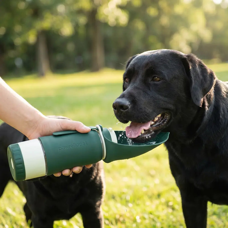 Dog drinking from the Pawrella Pet 330ml travel water dispenser outdoors