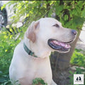 Adventure Ready: PawrellaPet 2-in-1 Pet Bottle for Dogs & Cats Essential
