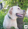 Adventure Ready: PawrellaPet 2-in-1 Pet Bottle for Dogs & Cats Essential